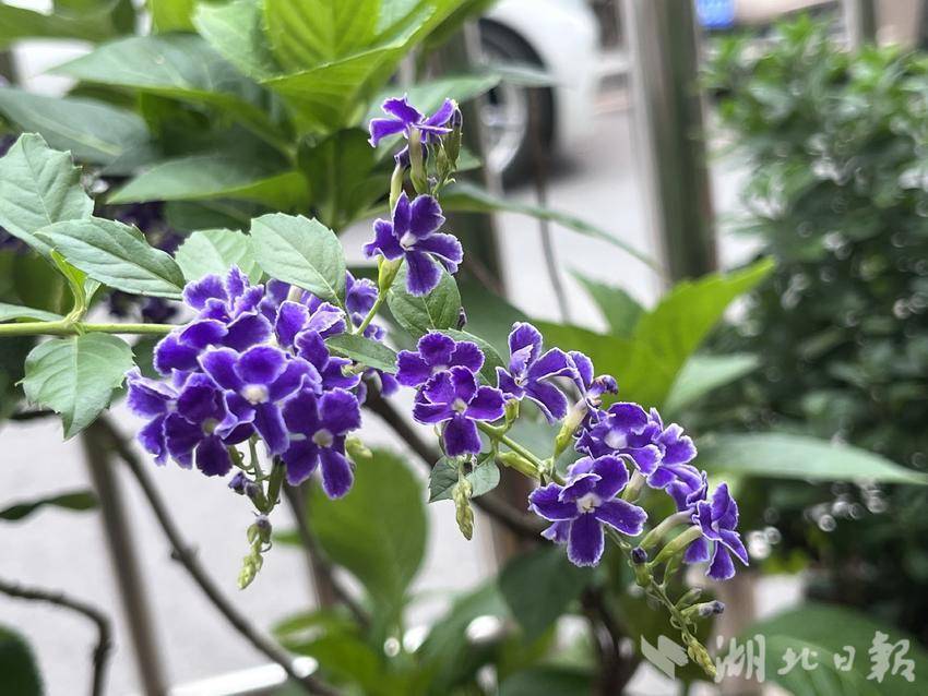 新老葡京平台